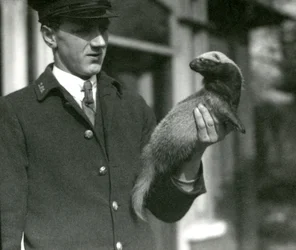 El cuidador Leslie Flewin sosteniendo un grison, Zoológico de Londres, 1923